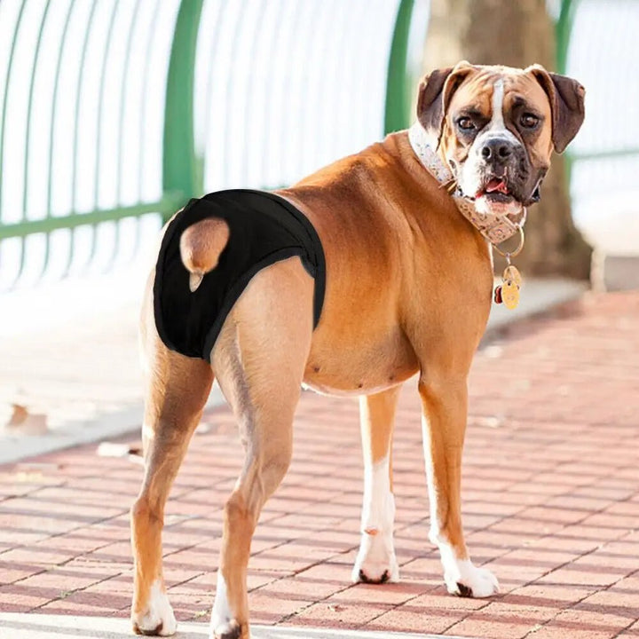 Adjustable Dog Incontinence Pants with Washable Diapers – Comfortable Black Hygiene Pants for Dogs in Heat and Puppies 3