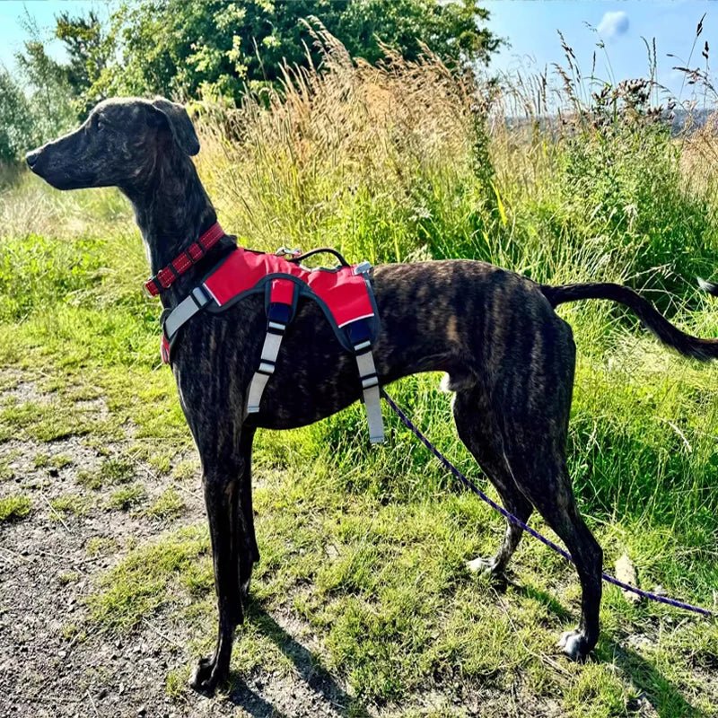 Adjustable Waterproof Dog Harness for Medium and Large Dogs – Reflective Strips for Safety and Comfort 1