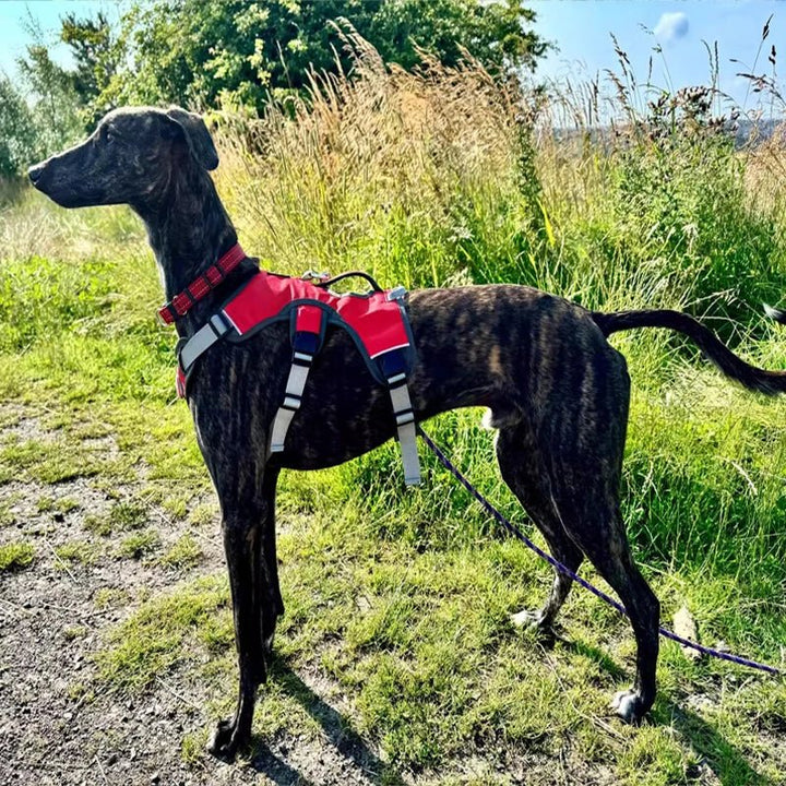 Adjustable Waterproof Dog Harness for Medium and Large Dogs – Reflective Strips for Safety and Comfort 1