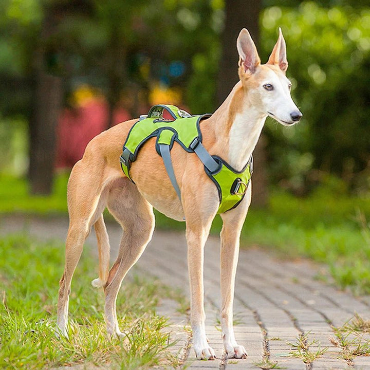Adjustable Waterproof Dog Harness for Medium and Large Dogs – Reflective Strips for Safety and Comfort 2