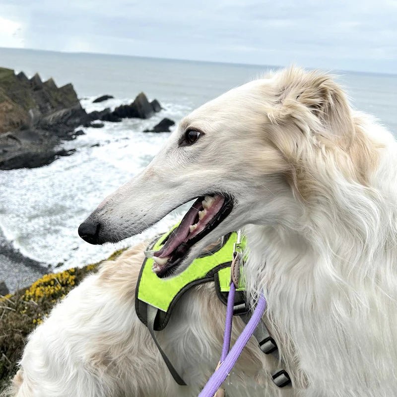 Adjustable Waterproof Dog Harness for Medium and Large Dogs – Reflective Strips for Safety and Comfort 4