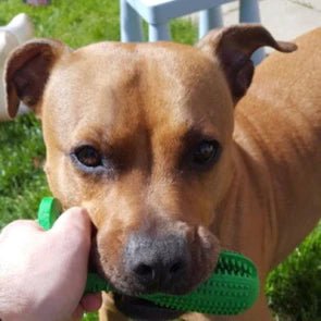 Durable Dog Toothbrush Toy – Tough Natural Rubber Chew Toy for Dental Health and Fresh Breath 1