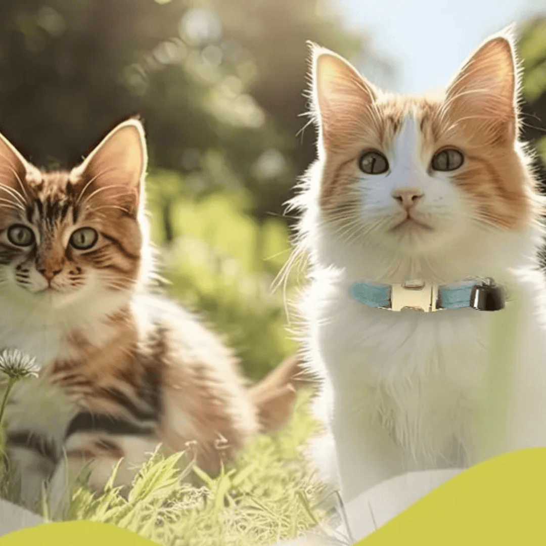 Smart Bluetooth Pet Tracker for Dogs and Cats – Lightweight Mini Locator with Adjustable Collar and Bell, Real-Time Tracking 2