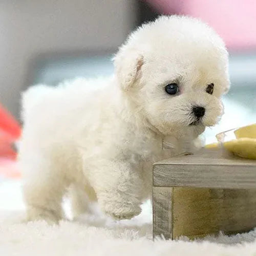 Interactive Realistic Plush Puppy Toy - Adorable Lifelike Friend for Endless Fun